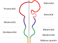 Diagrama care descrie principalele subdiviziuni ale creierului vertebrat embrionar. Aceste regiuni se vor diferenția ulterior în structuri de creier anterior, creier mediu și creier posterior.