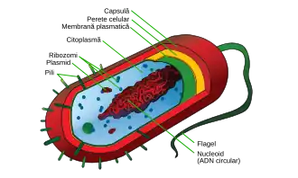 Prokaryote cell with structure and parts