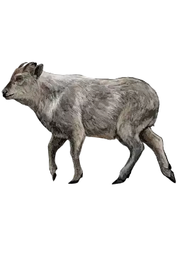 Illustration of Japanese Serow