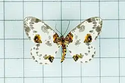 Abraxas illuminata.jpg