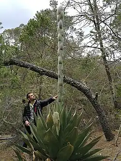 El botánico Carlos G. Boluda junto con una planta de la especie Agave montana.
