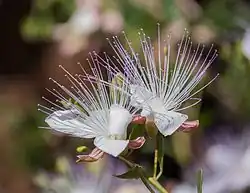 Capparis spinosa
