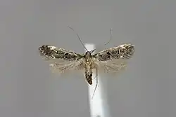 Dichomeris alacella-Salzburg, Stadt Salzburg, Gnigl-E-MK-19512a.jpg