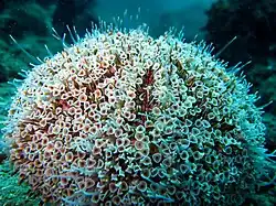 Toxopneustes pileolus (Toxopneustidae)