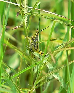 Male Kraussella amabile