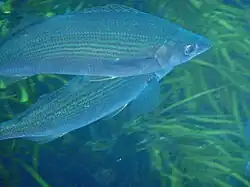 Two small fish in water