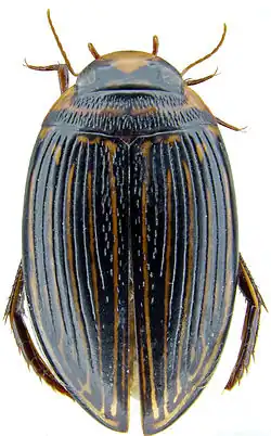 Figure 1. Platynectes ponderi. (Photo: Michael Balke)