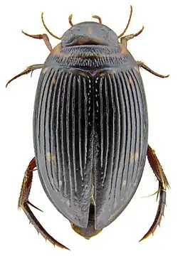 Figure 1. Platynectes weiri. (Photo: Michael Balke)
