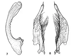 Figure 2. Median lobe and parameres of Platynectes weiri. (Drawing: Jaroslav Šťastný)