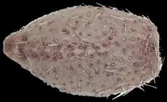 Pourtalesia wandeli (Holasteroida)