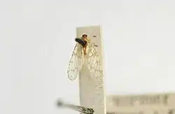 Rhotana transversa paralectotype