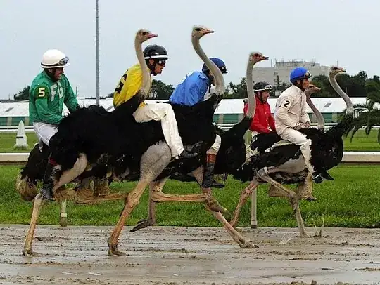 Common ostriches