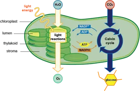 photosynthesis schematic