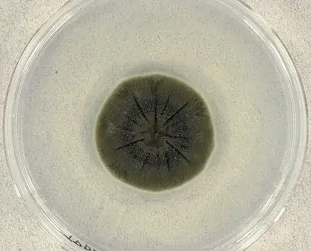 Cladosporium sphaerospermum