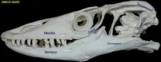 Skull of Lace Monitor