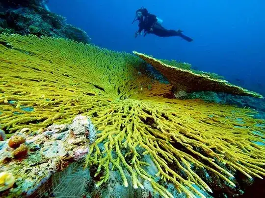 big yellow flat coral with a human scuba diver for scale (about one fifth of the image width, with the coral being the whole image width)