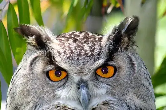 Owl eyes