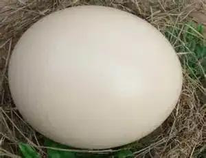 Ostrich egg