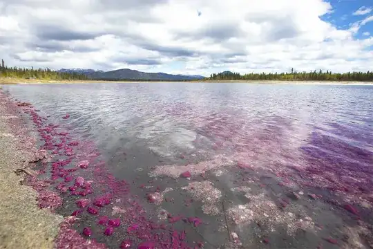 purple sulfur bacteria