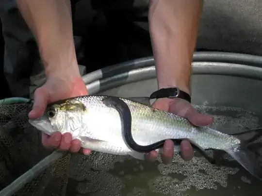 lamprey attached to fish
