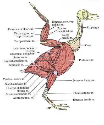 bird muscles