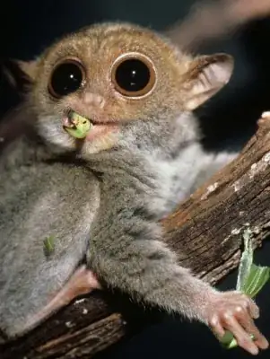 tarsier