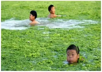 eutrophication