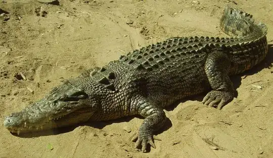 The crocodilian skin