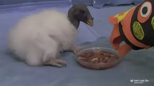 Feeding a vulture
