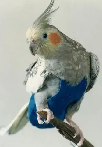A cute cockatiel wearing a flight suit