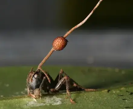 Cordyceps in ant