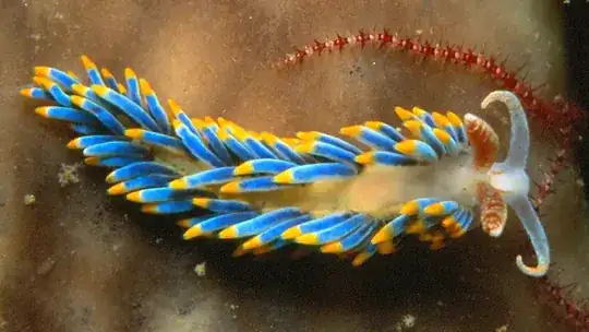 Nudibranch, from Wikipedia