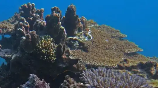 octopus hiding in reef