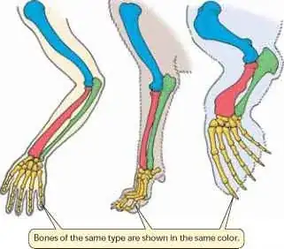 flipper anatomy compared to hand anatomy