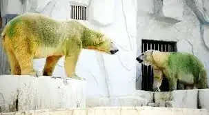 polar bears with green fur