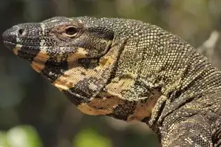 Lace Monitor Lizard