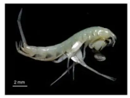 amphipod