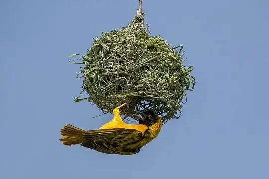 Black-headed weaver (Ploceus cucullatus bohndorffi) male nest building, Queen Elizabeth National Park, Uganda, (CC BY-SA 4.0)
