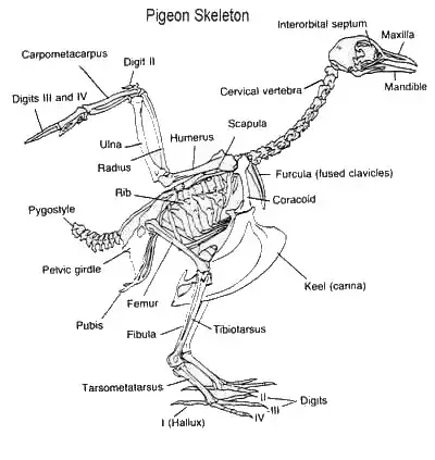 This is a bird skeleton