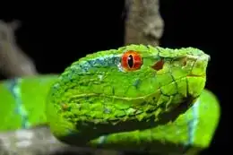 pit viper
