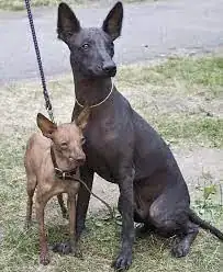 Xolo pup, next to adult