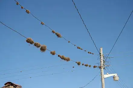 bromleiads on a phone line
