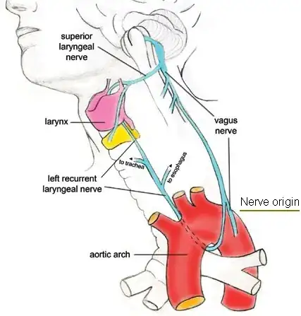 Laryngeal and vagus nerves