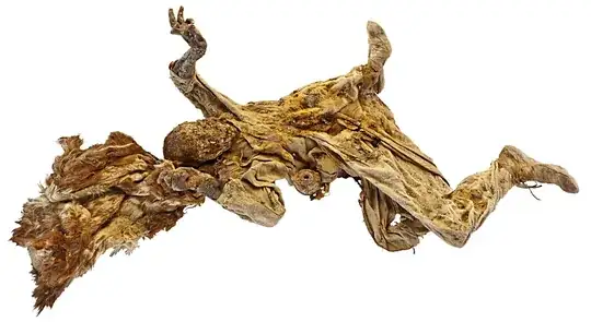 Saltmen mummies from Iran