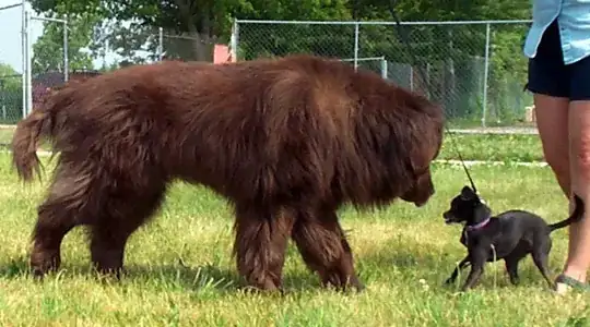 A Newfoundland and a Chihuahua