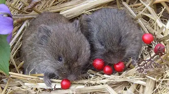 two prairie voles