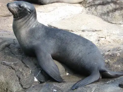 seal