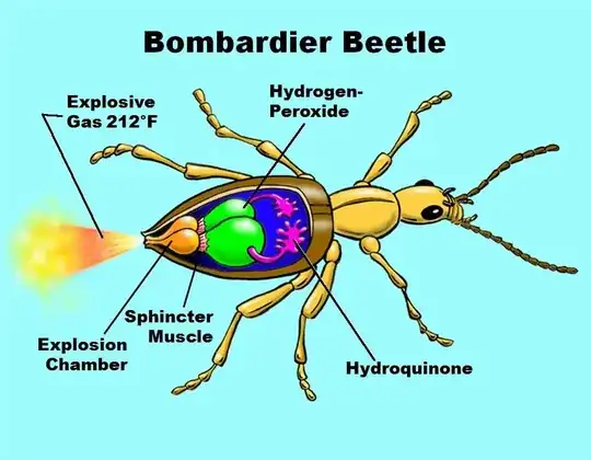 Bombardier beetle internal