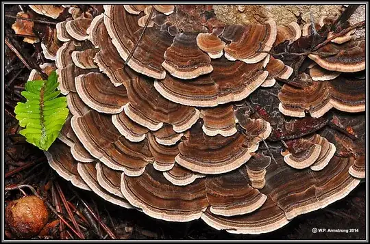 bracket fungus