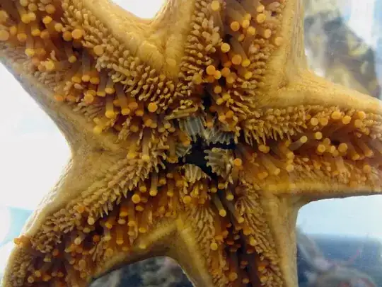 Picture of starfish mouth